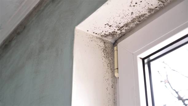 Best Attic Mold Removal  in Whitfield, FL