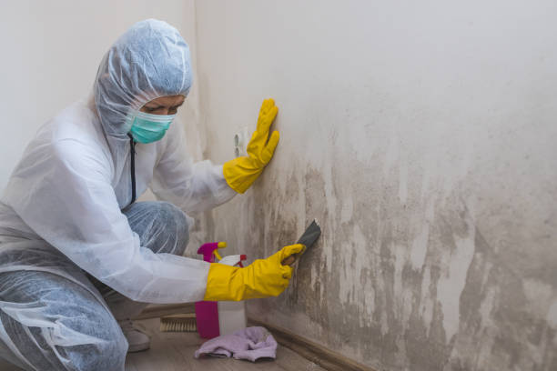 Office Mold Removal Services in Whitfield, FL