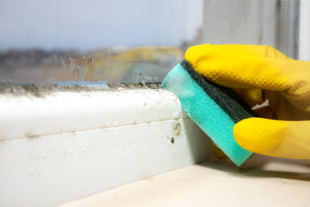 Best Home Mold Removal  in Whitfield, FL