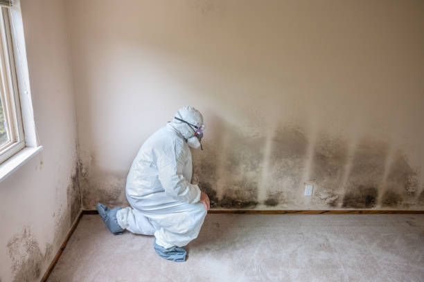 Best Attic Mold Removal  in Whitfield, FL