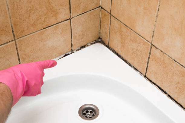 Best Commercial Mold Removal  in Whitfield, FL